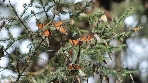Aumenta la presencia de mariposa monarca en México