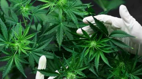 EE.UU. reclasifica la marihuana medicinal a menor riesgo