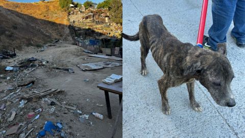 Supuesto rescastista tenía 15 canes en malas condiciones