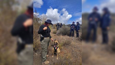 Agente canino K9 ''Jagger'' halla restos óseos en Ensenada