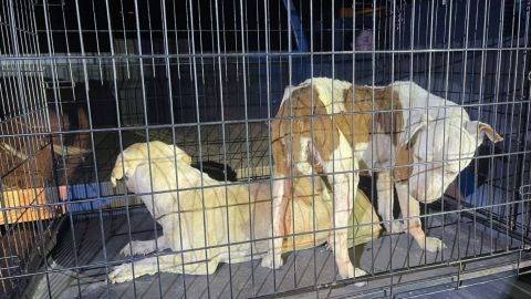 FGE asegura dos perros tras cateo por maltrato en Casa Digna