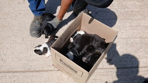 Resguardan jauría de 12 perros en Valle Dorado