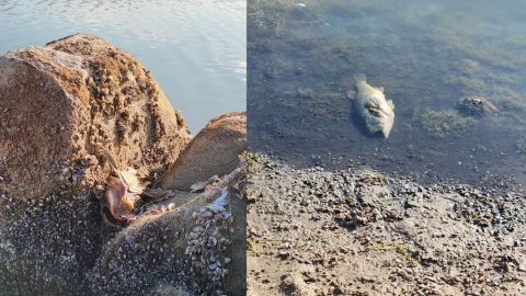 Autoridades realizan monitoreo tras peces muertos en la presa El Carrizo